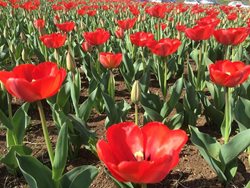 Spring Planting in Pristina